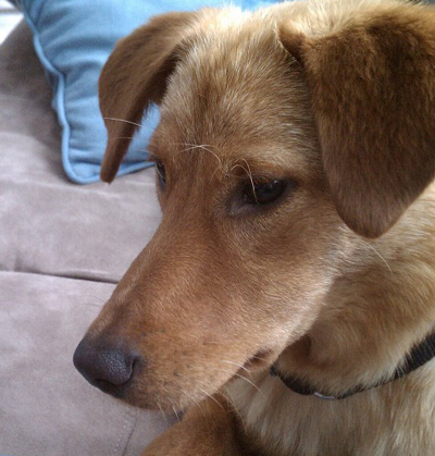 Abbey's Clash for the Canines 2013 Teaser Video